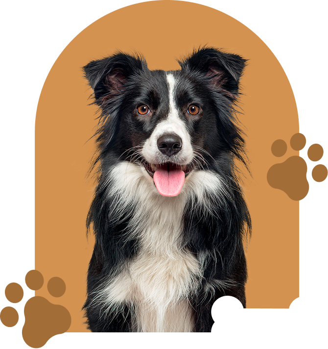 Boder Collie with Accents