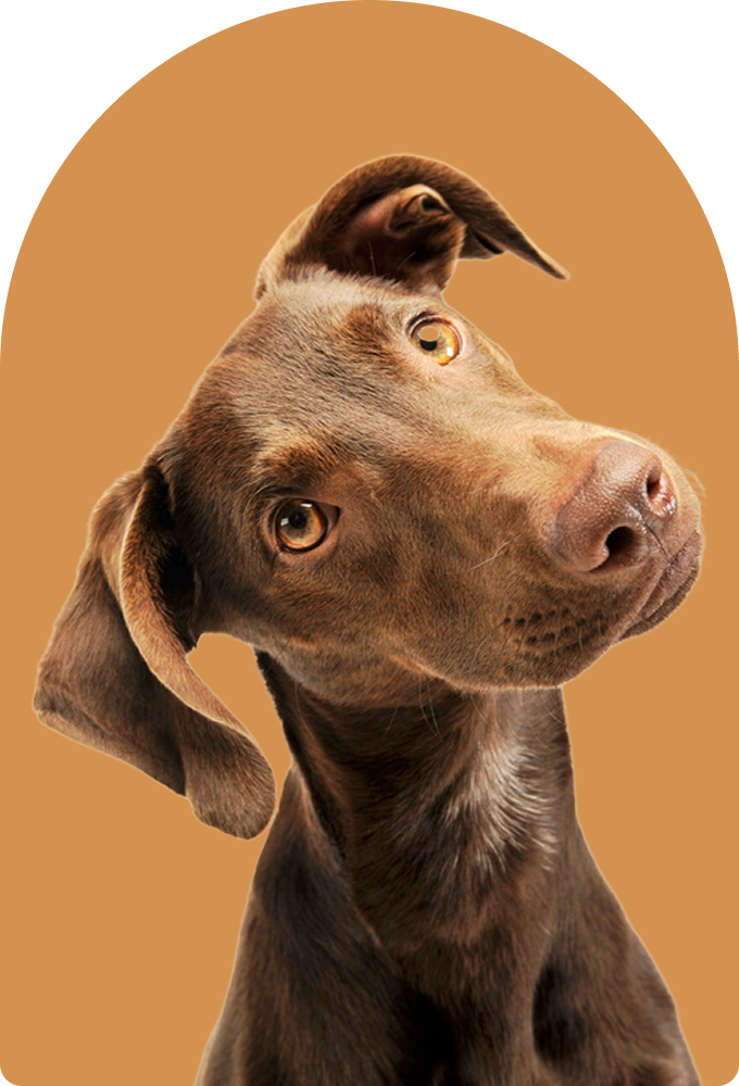 Dog Contact Accent